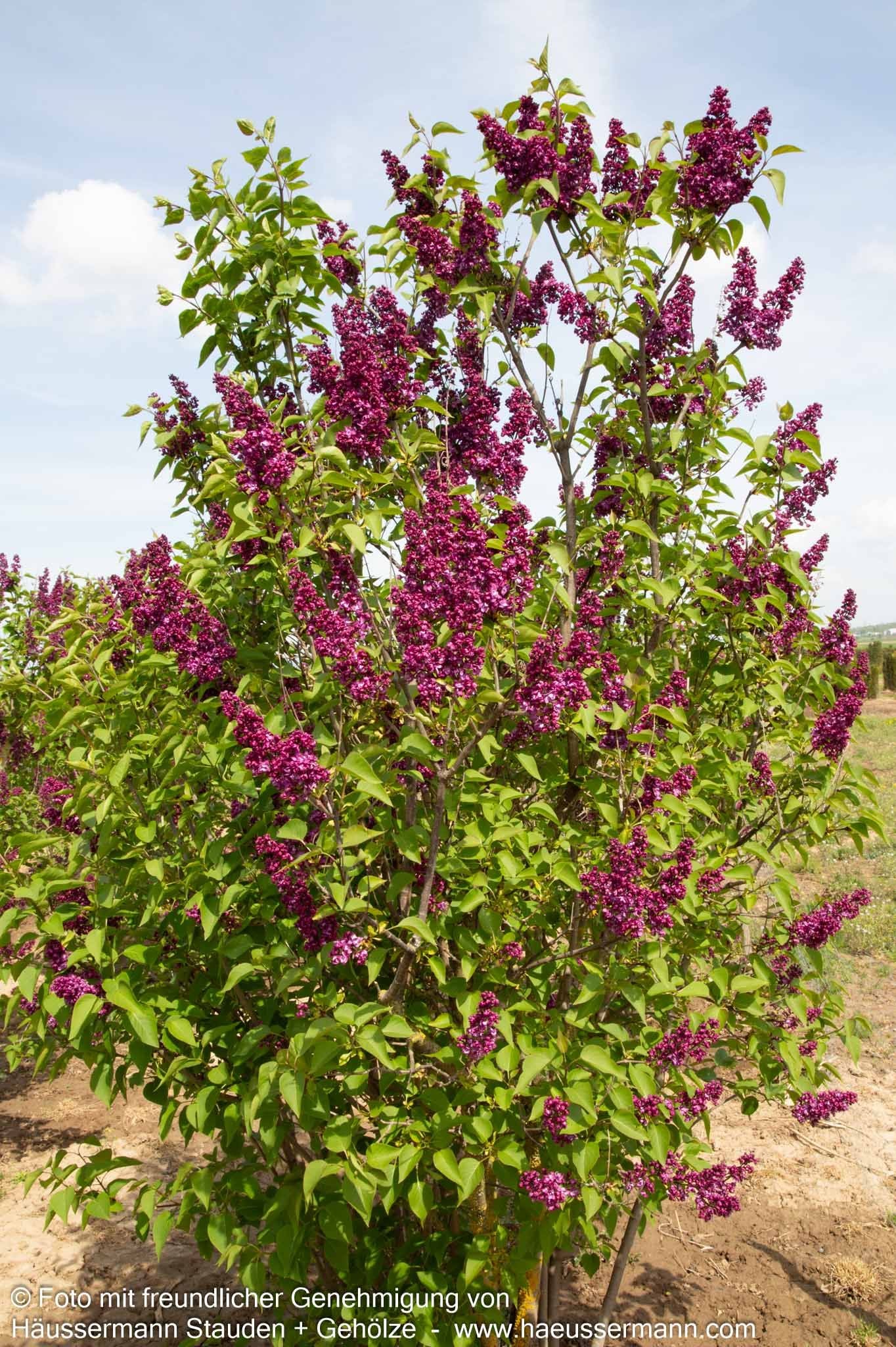 Edel-Flieder 'Charles Joly' (Syringa vulg.)