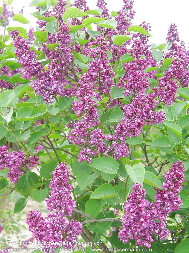 Edel-Flieder 'Charles Joly' (Syringa vulg.)