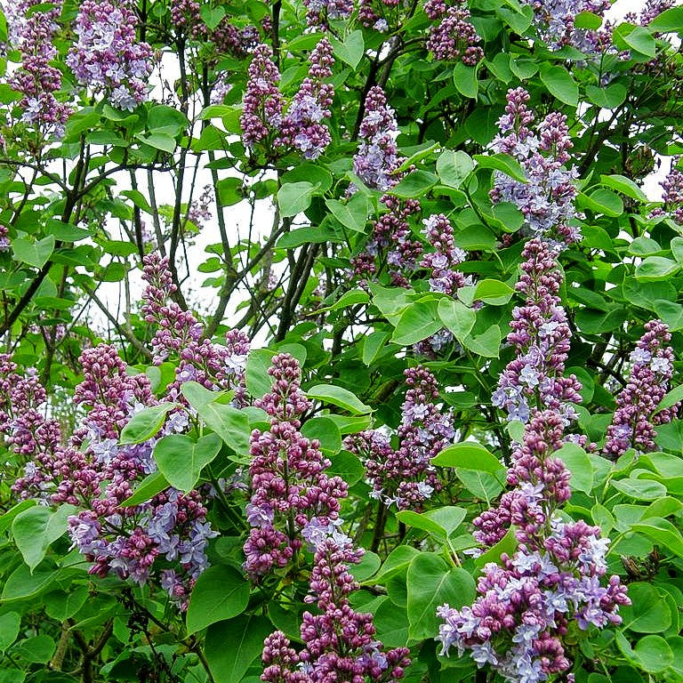 Edel-Flieder 'Katharine Havemeyer' (Syringa vulg.)