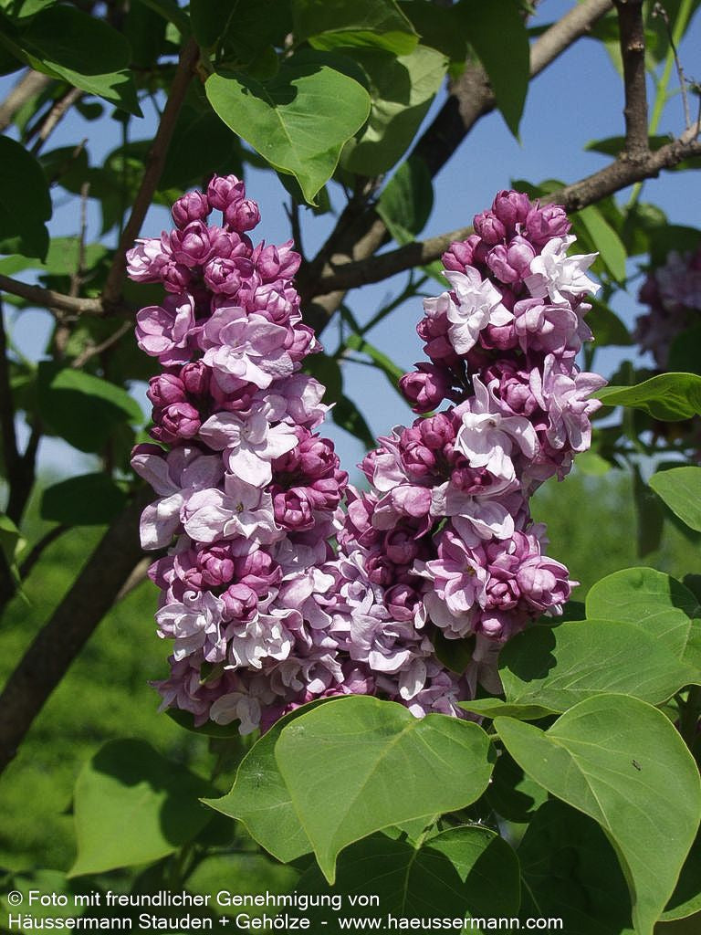 Edel-Flieder 'Michel Buchner' (Syringa vulg.)