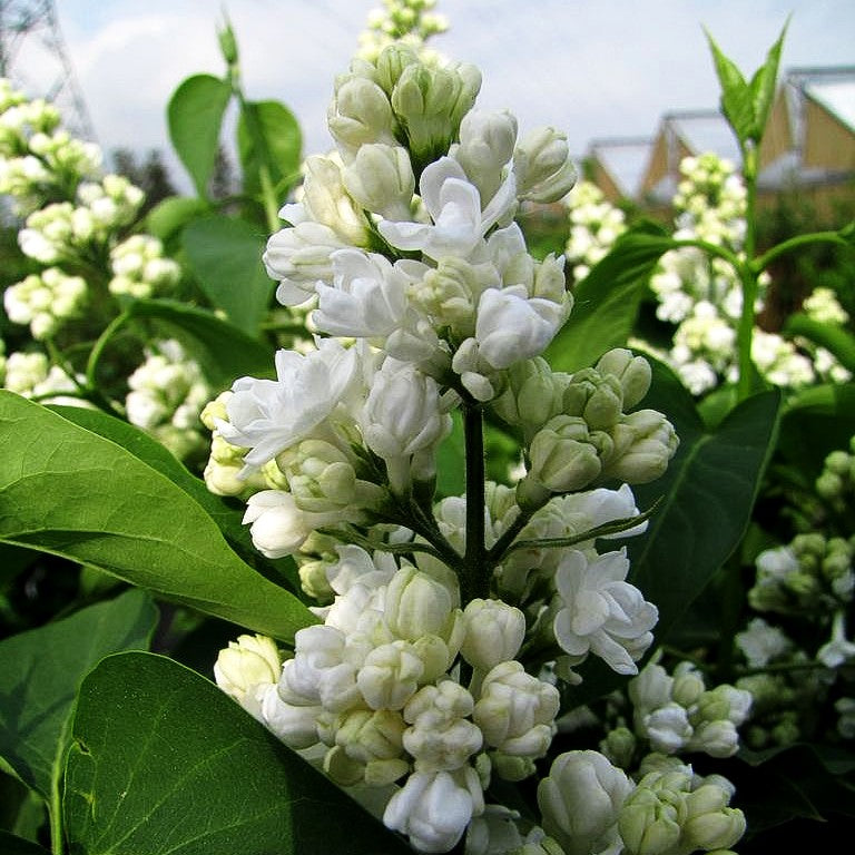 Edel-Flieder 'Mme Lemoine' (Syringa vulg.)