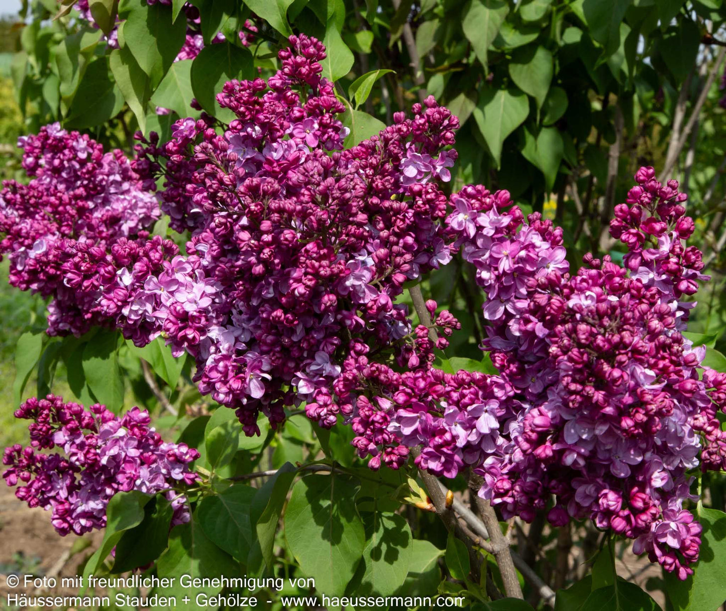 Edel-Flieder 'Prince Wolkonsky' (Syringa vulg.)