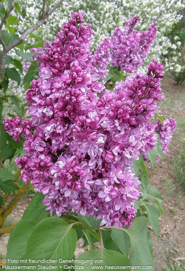 Edel-Flieder 'Prince Wolkonsky' (Syringa vulg.)