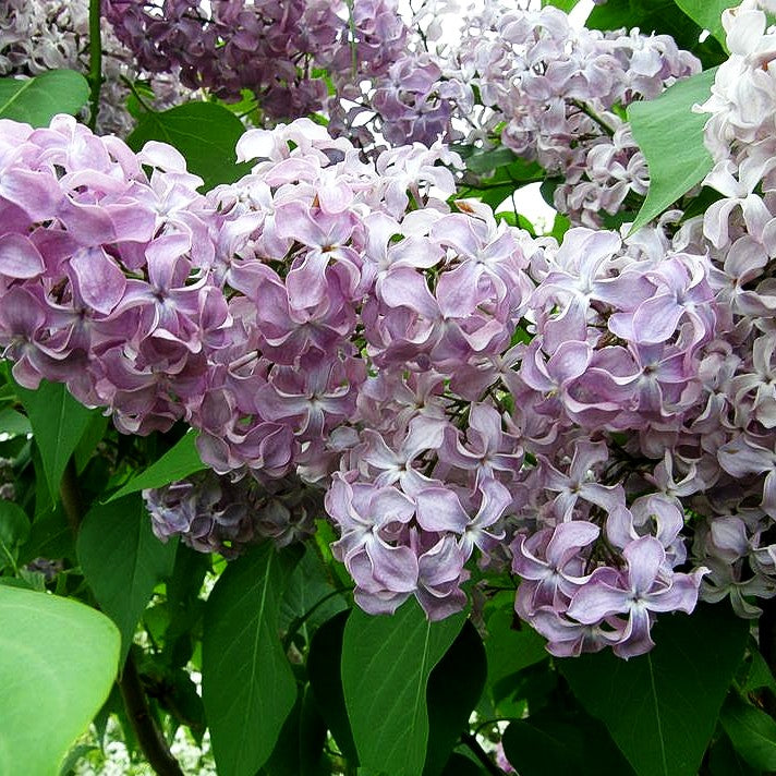 Edel-Flieder 'Princesse Sturdza' (Syringa vulg.)