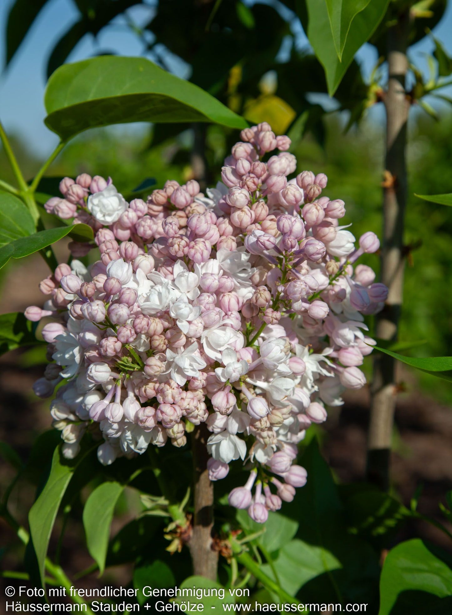 Edel-Flieder 'Schöne von Moskau' (Syringa vulg.)