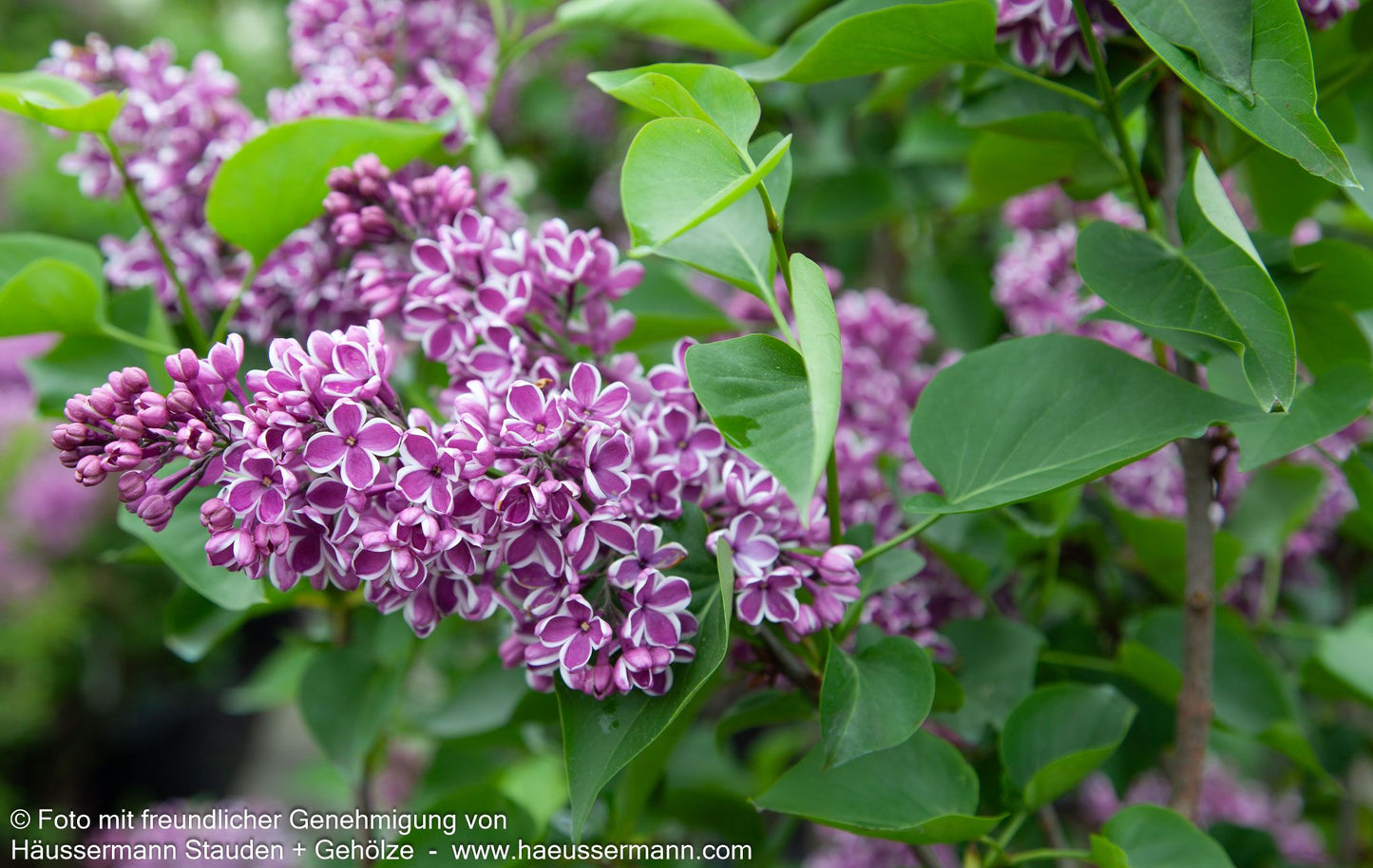 Edel-Flieder 'Sensation' (Syringa vulg.)