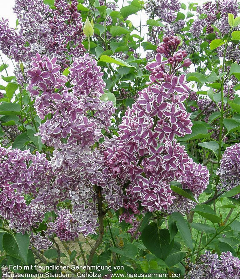 Edel-Flieder 'Sensation' (Syringa vulg.)