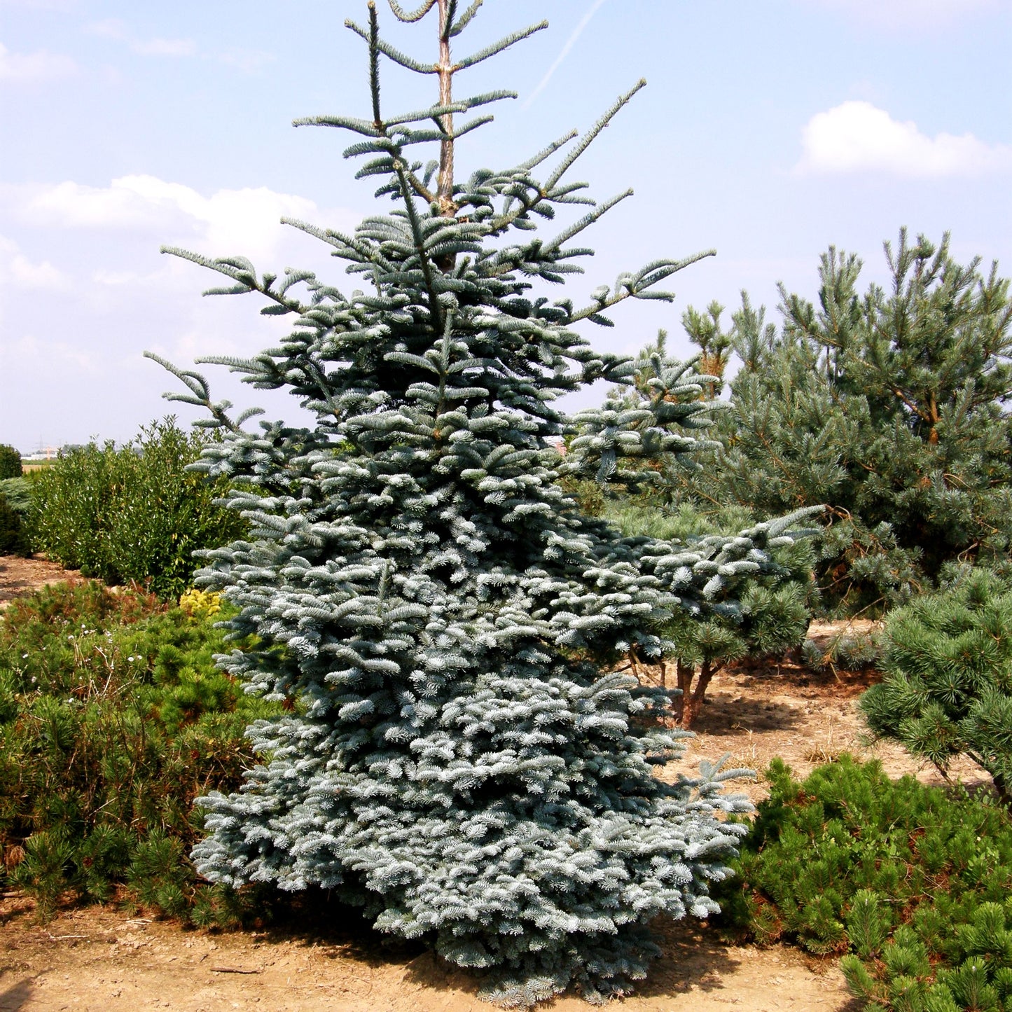 Edel-Tanne 'Glauca' (Abies procera)