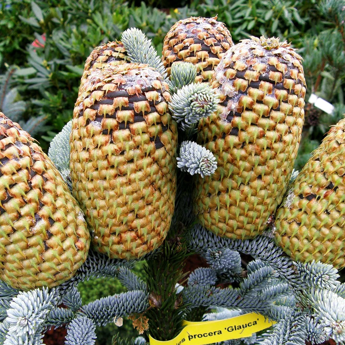 Edel-Tanne 'Glauca' (Abies procera)