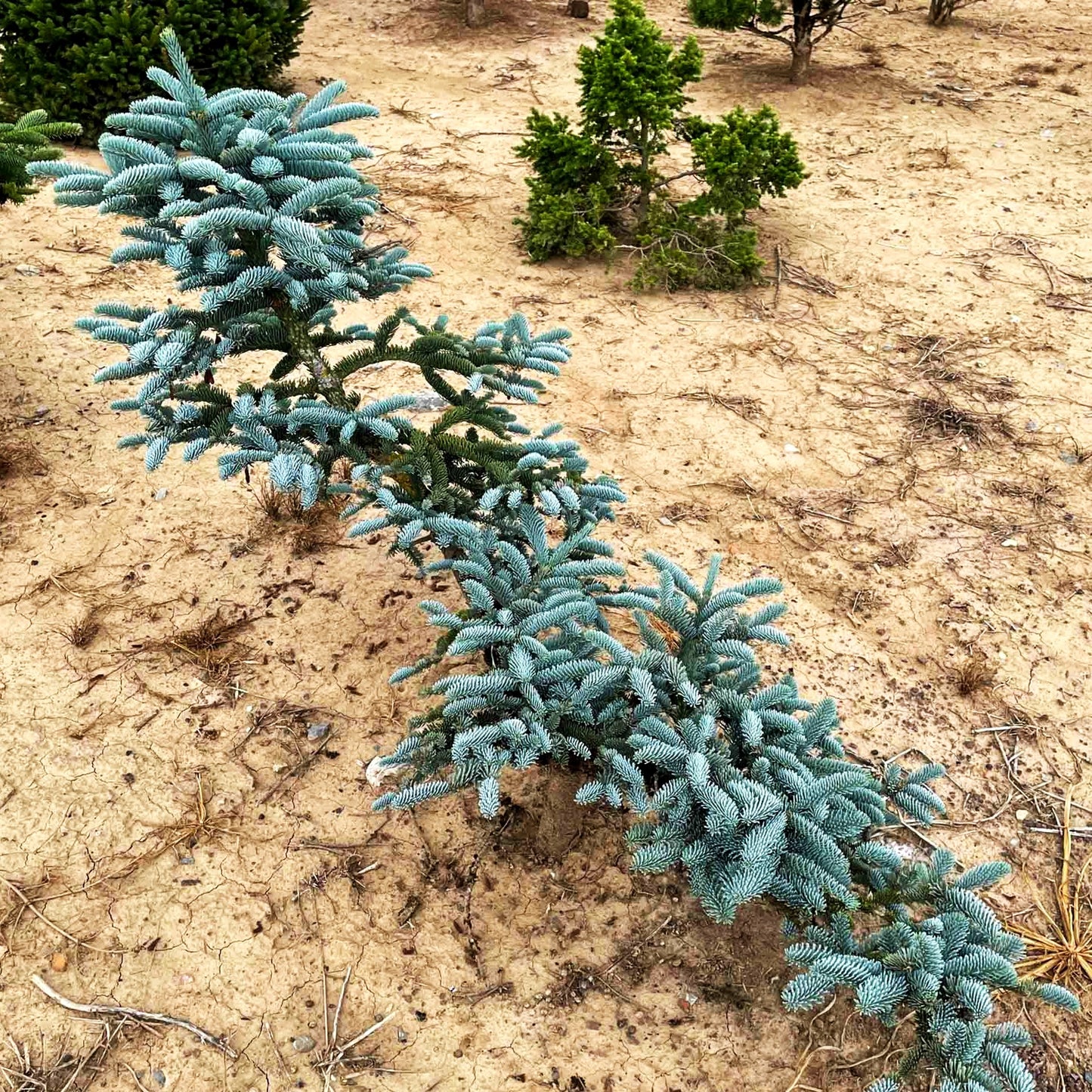 Edel-Tanne 'Glauca' (Abies procera)