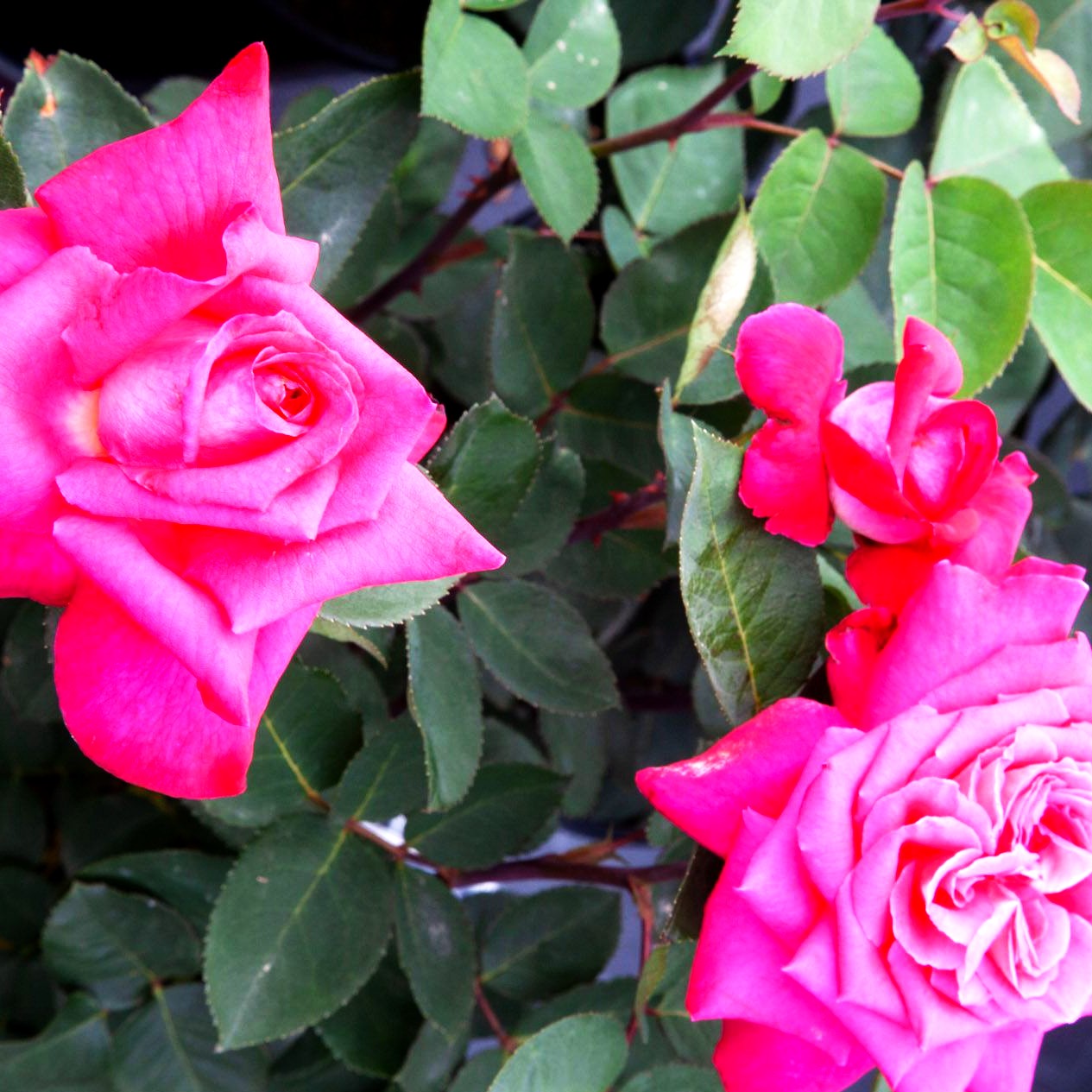 Edelrose 'Acapella' (Rosa TH IV)
