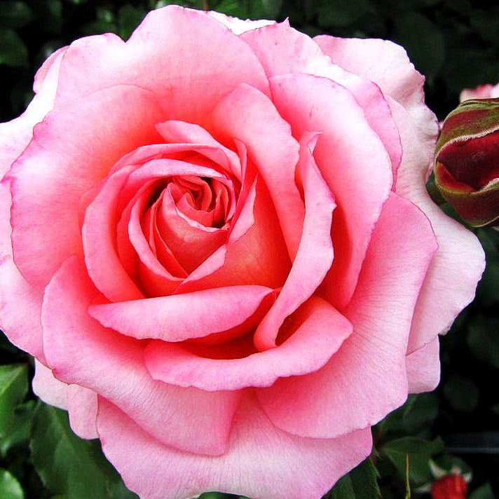 Edelrose 'Albrecht Dürer Rose' (Rosa TH V)
