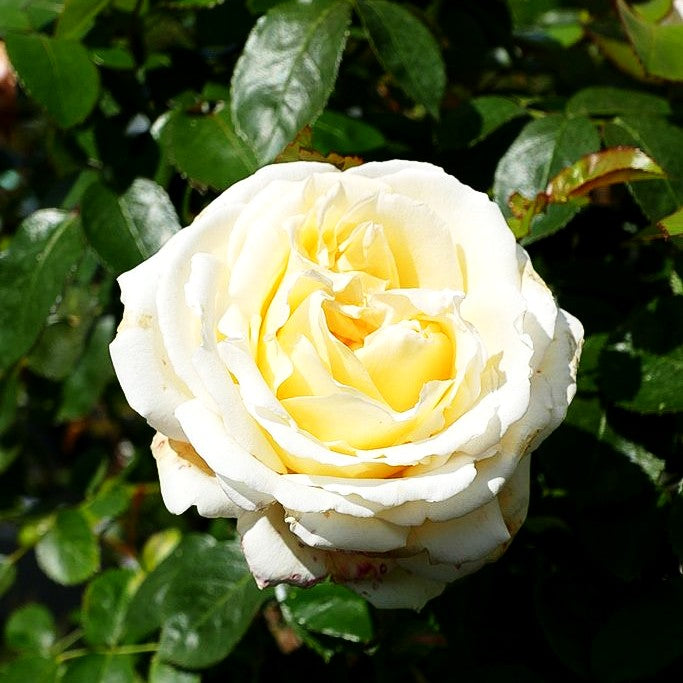 Edelrose 'Ambiente' -R- (Rosa TH IV)