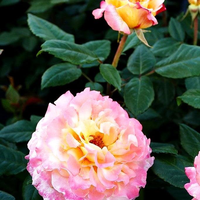 Edelrose 'Aquarell' (Rosa TH VI)