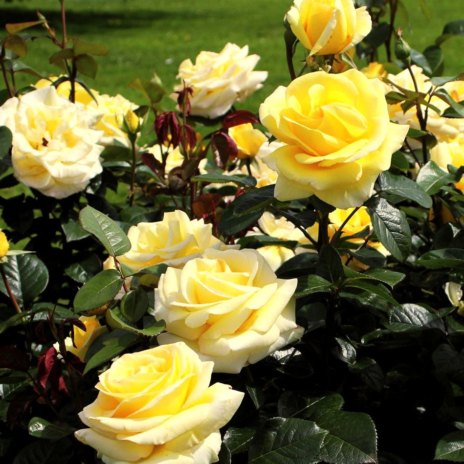 Edelrose 'Avec Amour' -R- (Rosa TH IV)