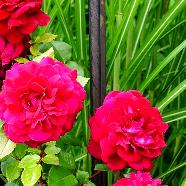 Edelrose 'Bellevue' (Rosa TH IV)
