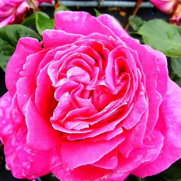 Edelrose 'Bernadette Lafont' (Rosa TH V)