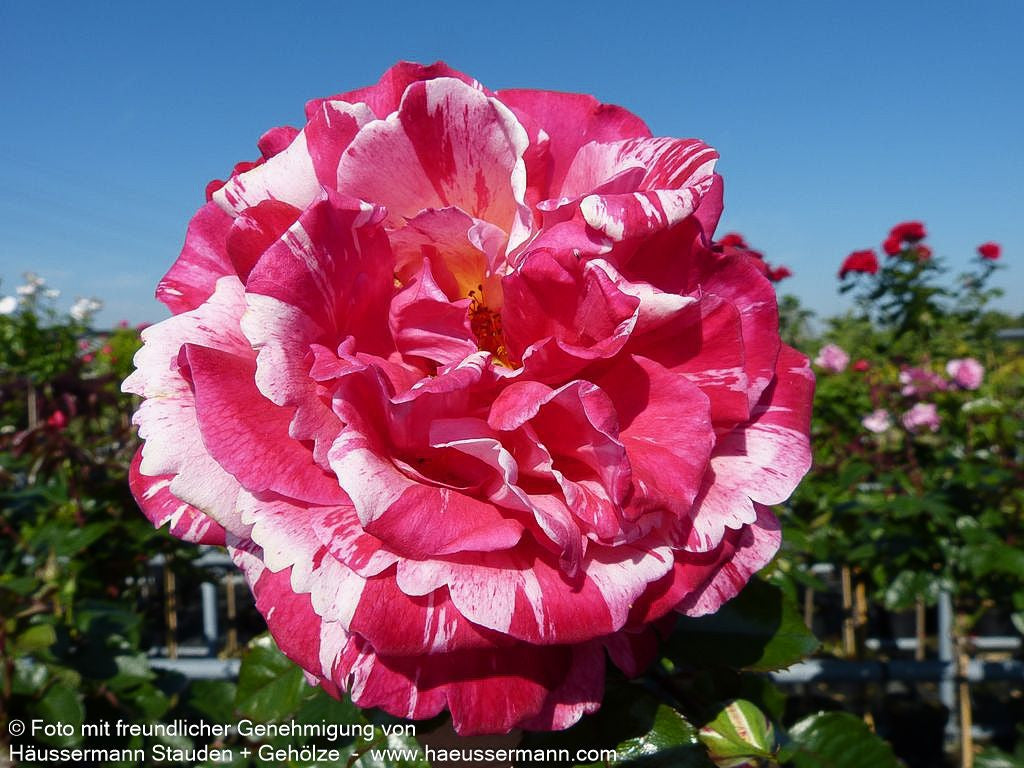 Edelrose 'Broceliande'  -R- 'Broceliande' (Rosa  TH V)