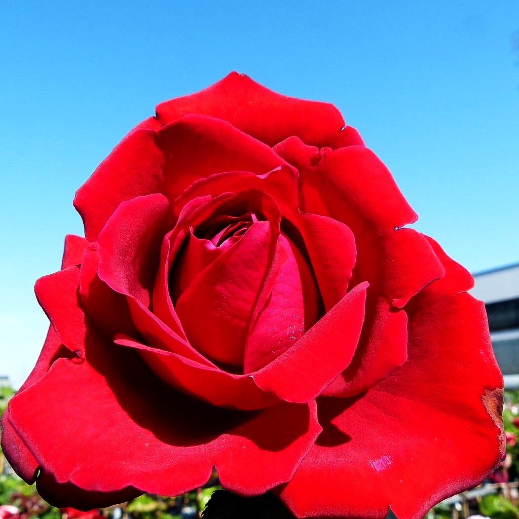 Edelrose 'Burgund 81' (Rosa TH III)