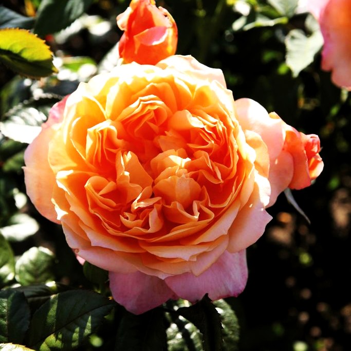 Edelrose 'Capri' -R- (Rosa TH VI)