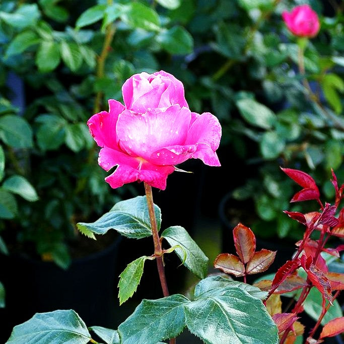 Edelrose 'Carina' (Rosa TH II)