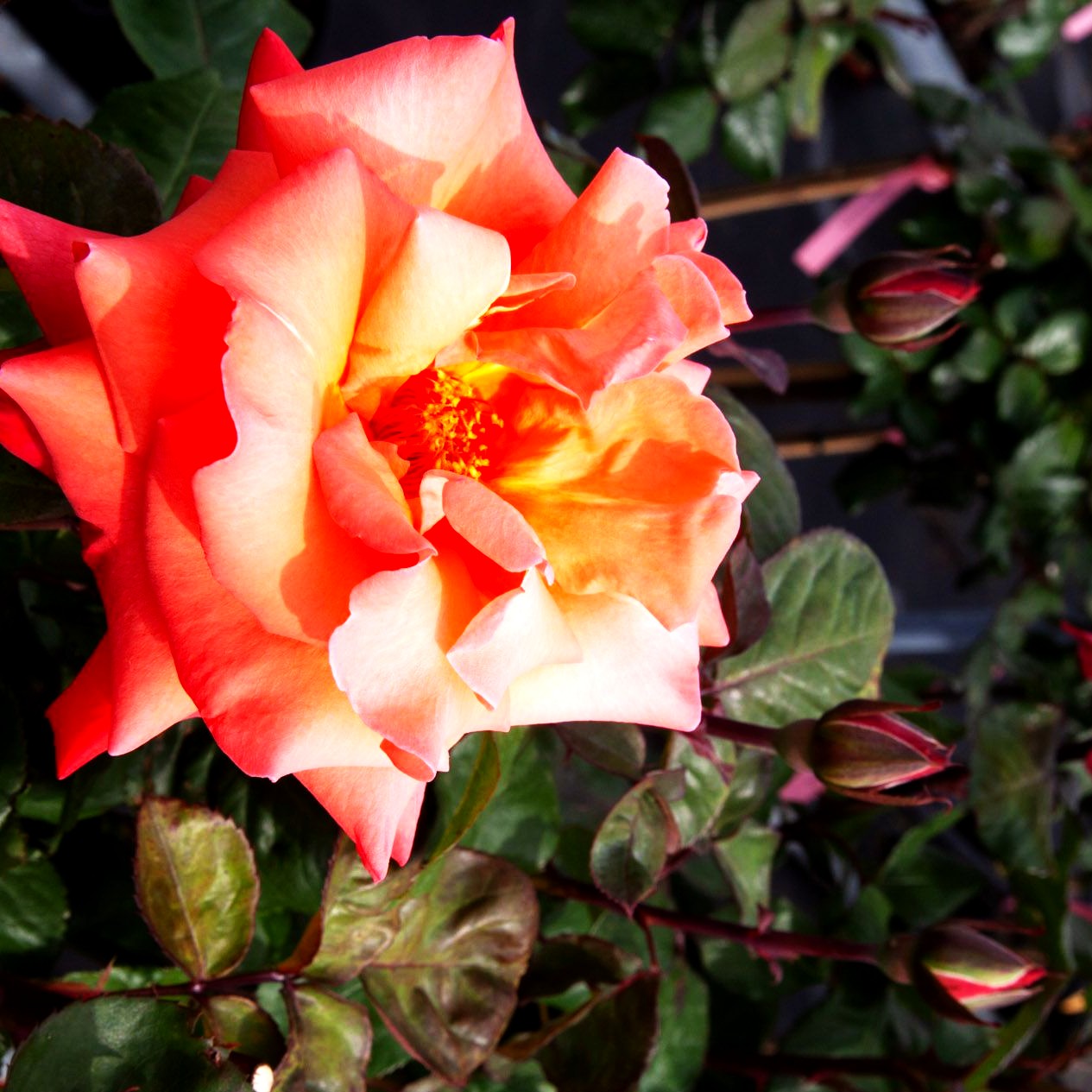 Edelrose 'Christoph Columbus' (Rosa TH IV)