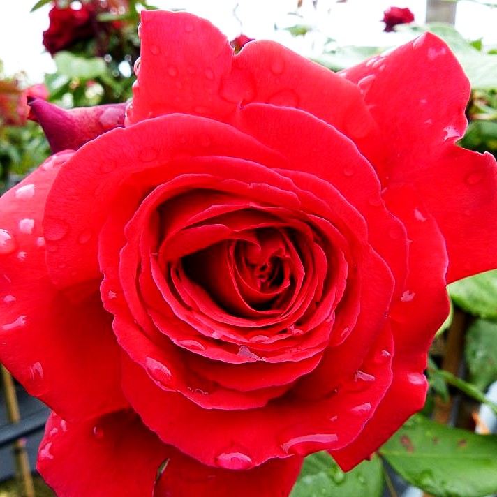 Edelrose 'Duftfestival' (Rosa TH IV)