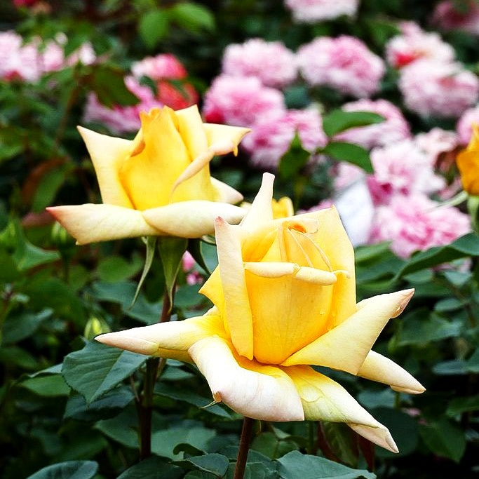 Edelrose 'Duftgold' (Rosa TH IV)
