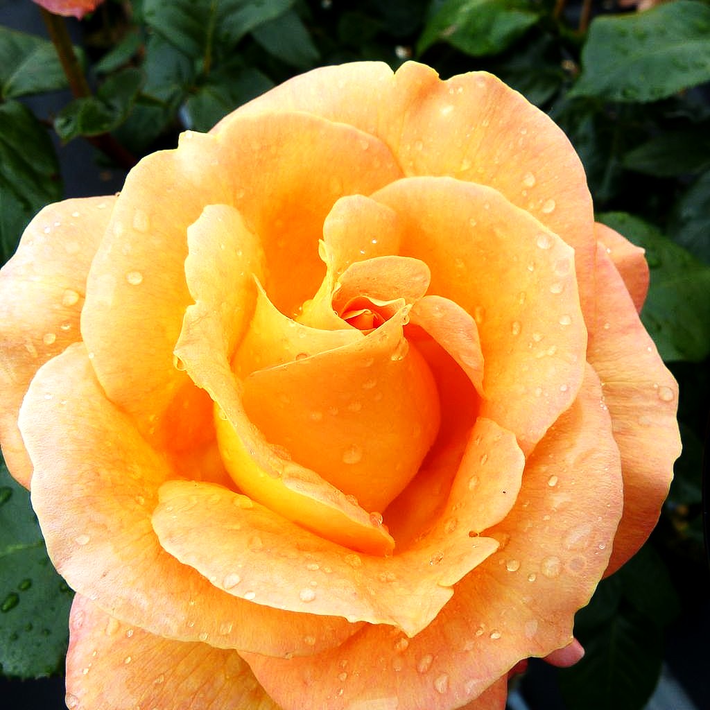 Edelrose 'Elle' (Rosa TH IV)