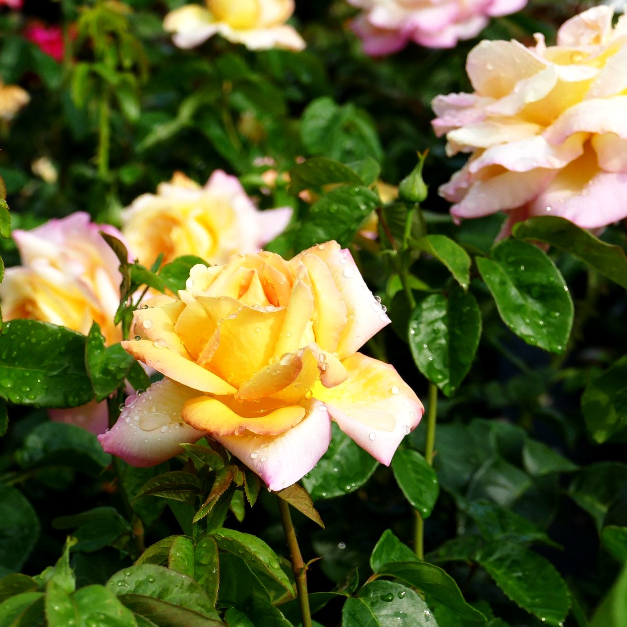 Edelrose 'Gloria Dei/Peace' (Rosa TH II)