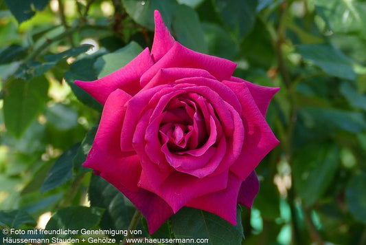 Edelrose 'Gräfin Diana'  -R- 'Gräfin Diana' (Rosa  TH VI)