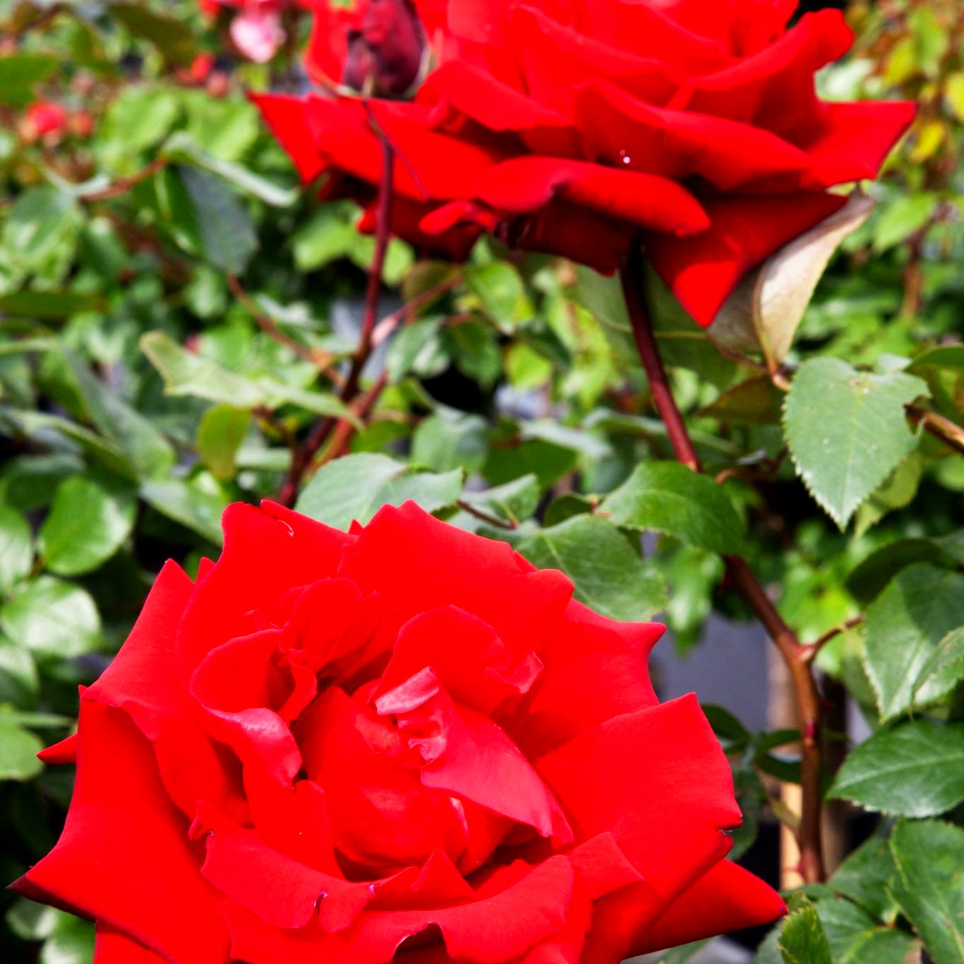 Edelrose 'Ingrid Bergman' (Rosa TH II)