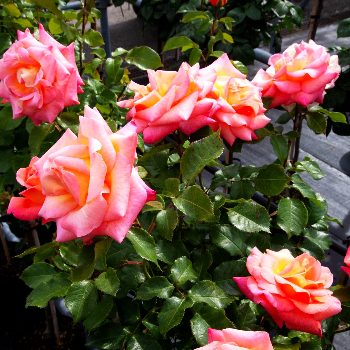 Edelrose 'Inspiration' (Rosa TH IV)