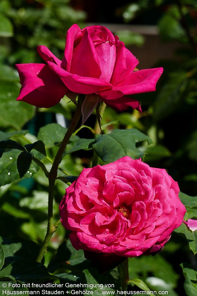 Edelrose 'Johann Wolfgang v.Goethe Rose' (Rosa  TH V)