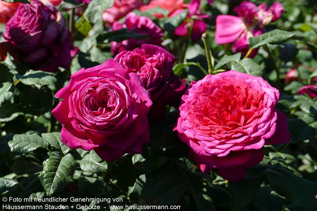 Edelrose 'Johann Wolfgang v.Goethe Rose' (Rosa  TH V)