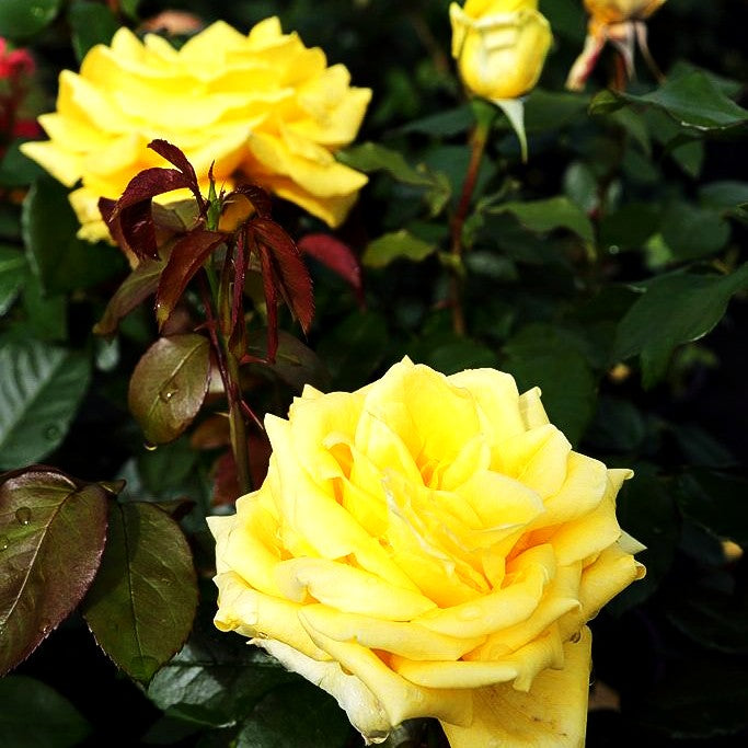Edelrose 'Landora' (Rosa TH II)