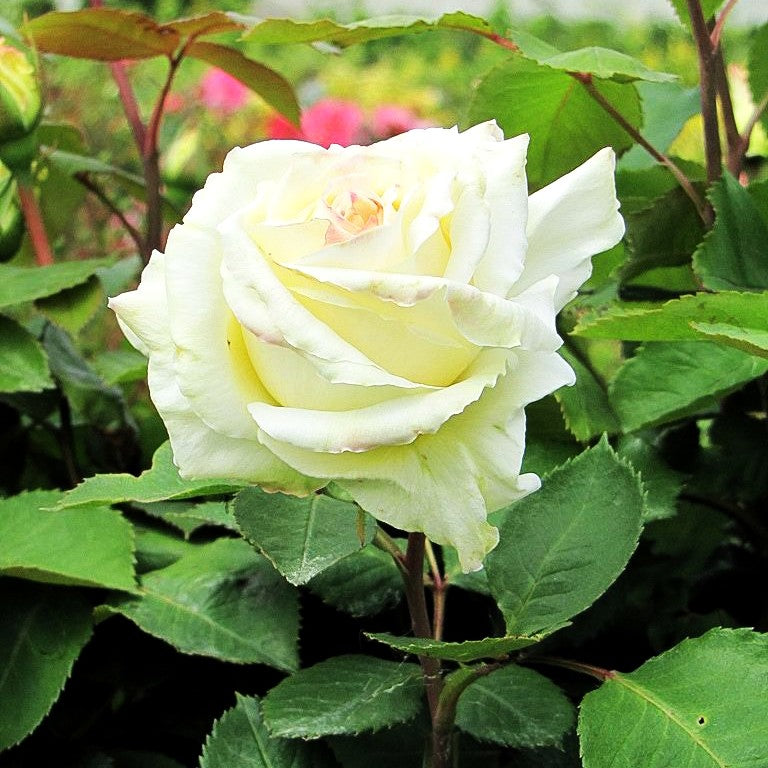 Edelrose 'Memoire' (Rosa TH III)