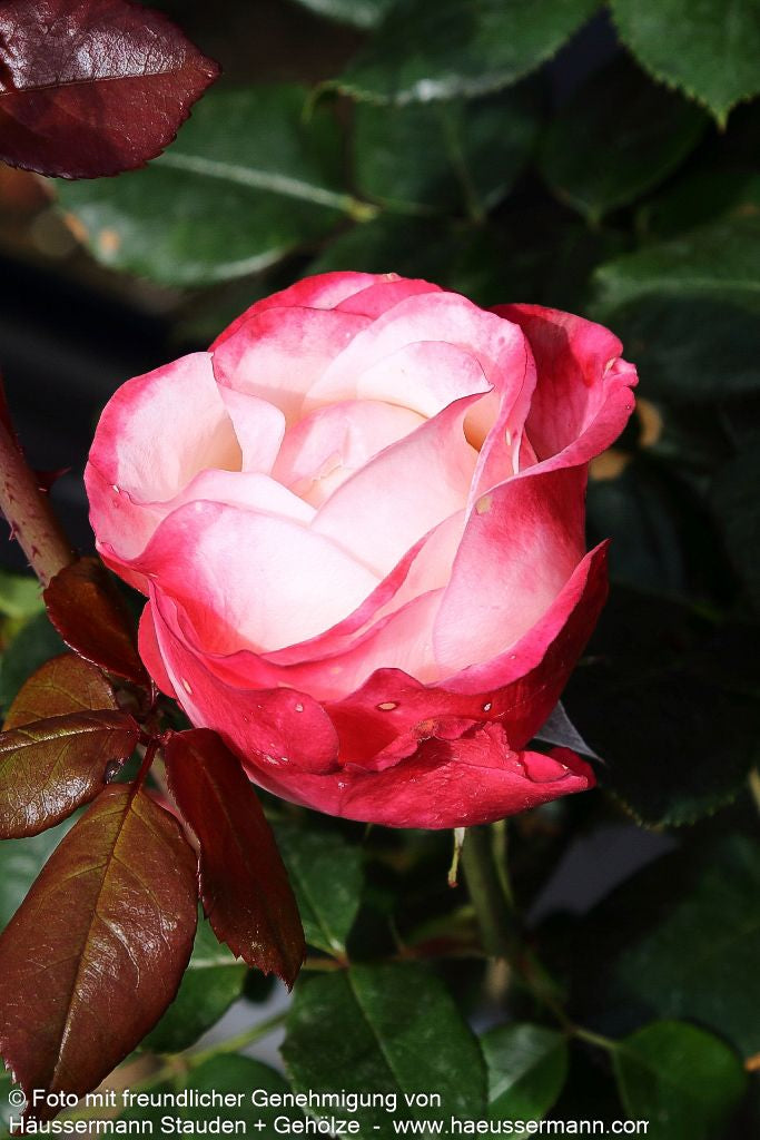 Edelrose 'Nostalgie'  -R- 'Nostalgie' (Rosa  TH V)