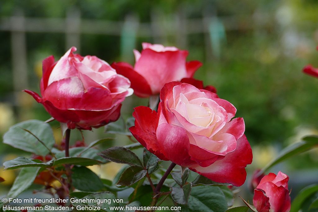 Edelrose 'Nostalgie'  -R- 'Nostalgie' (Rosa  TH V)