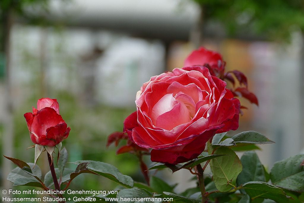 Edelrose 'Nostalgie'  -R- 'Nostalgie' (Rosa  TH V)