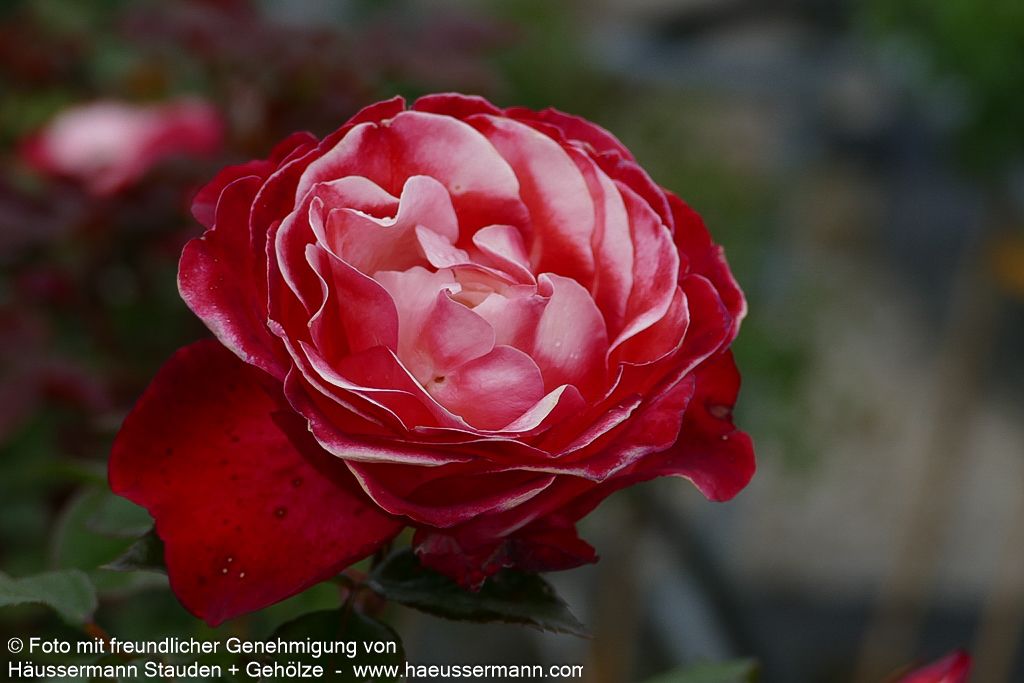 Edelrose 'Nostalgie'  -R- 'Nostalgie' (Rosa  TH V)