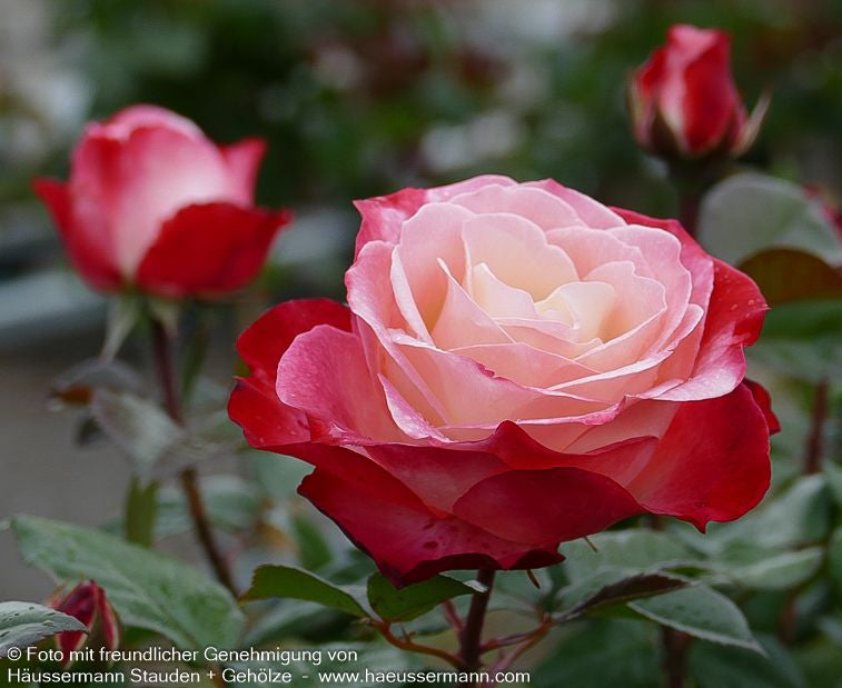 Edelrose 'Nostalgie'  -R- 'Nostalgie' (Rosa  TH V)