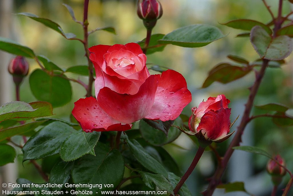 Edelrose 'Nostalgie'  -R- 'Nostalgie' (Rosa  TH V)