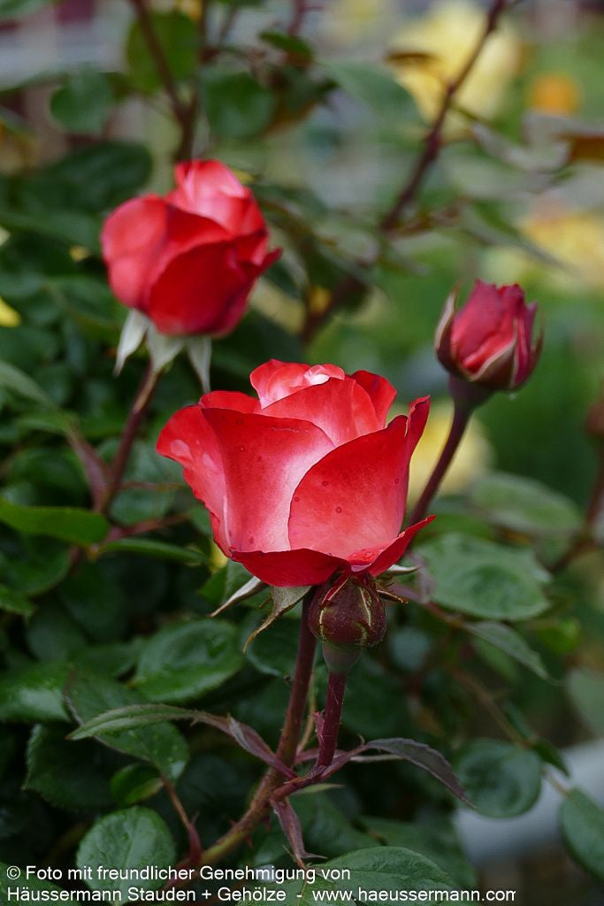 Edelrose 'Nostalgie'  -R- 'Nostalgie' (Rosa  TH V)