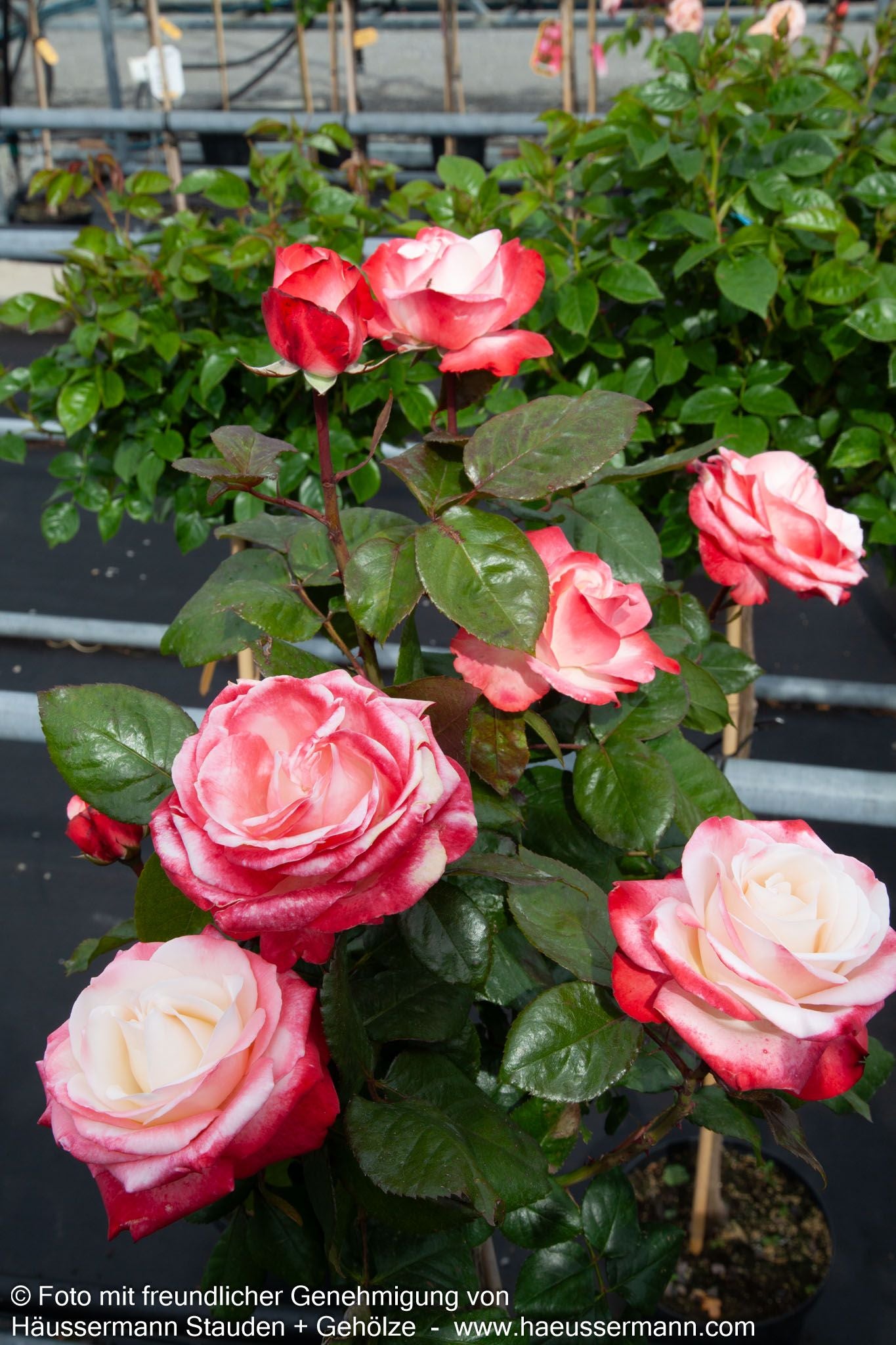 Edelrose 'Nostalgie'  -R- 'Nostalgie' (Rosa  TH V)