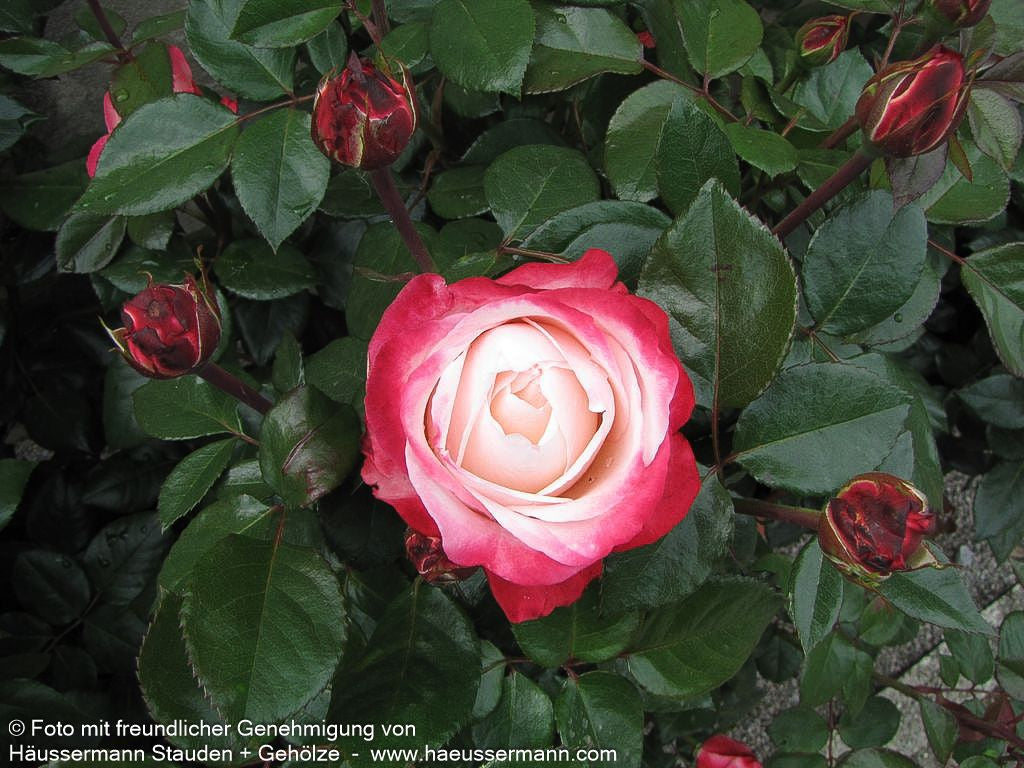 Edelrose 'Nostalgie'  -R- 'Nostalgie' (Rosa  TH V)