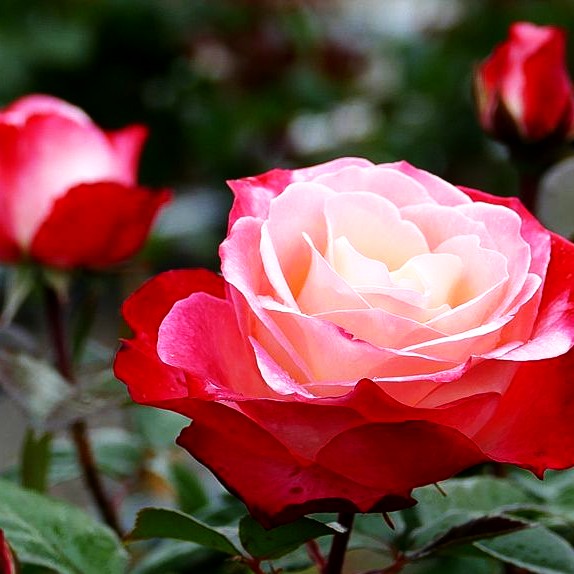 Edelrose 'Nostalgie' -R- (Rosa TH V)