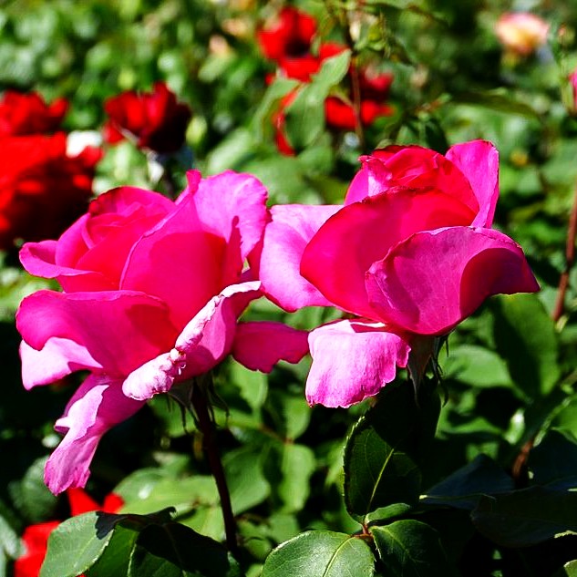 Edelrose 'Parole' (Rosa TH IV)