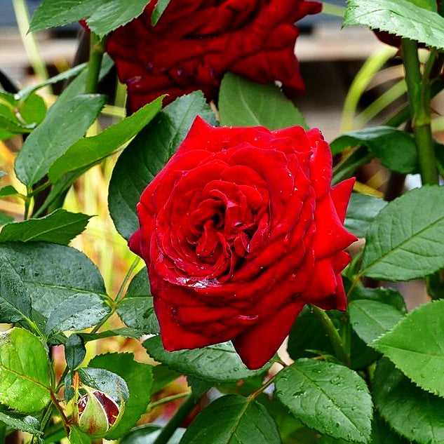 Edelrose 'Red Nostalgie' -R- (Rosa TH IV)