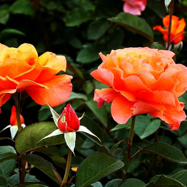 Edelrose 'Tea Time' (Rosa TH III)